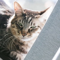 人見知りで怒りっぽいにゃんこの不機嫌な表情の写真