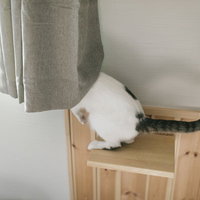 外の様子が気になり木製家具に隠れる猫ちゃんの写真