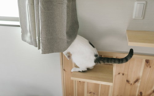 外の様子が気になり木製家具に隠れる猫ちゃん