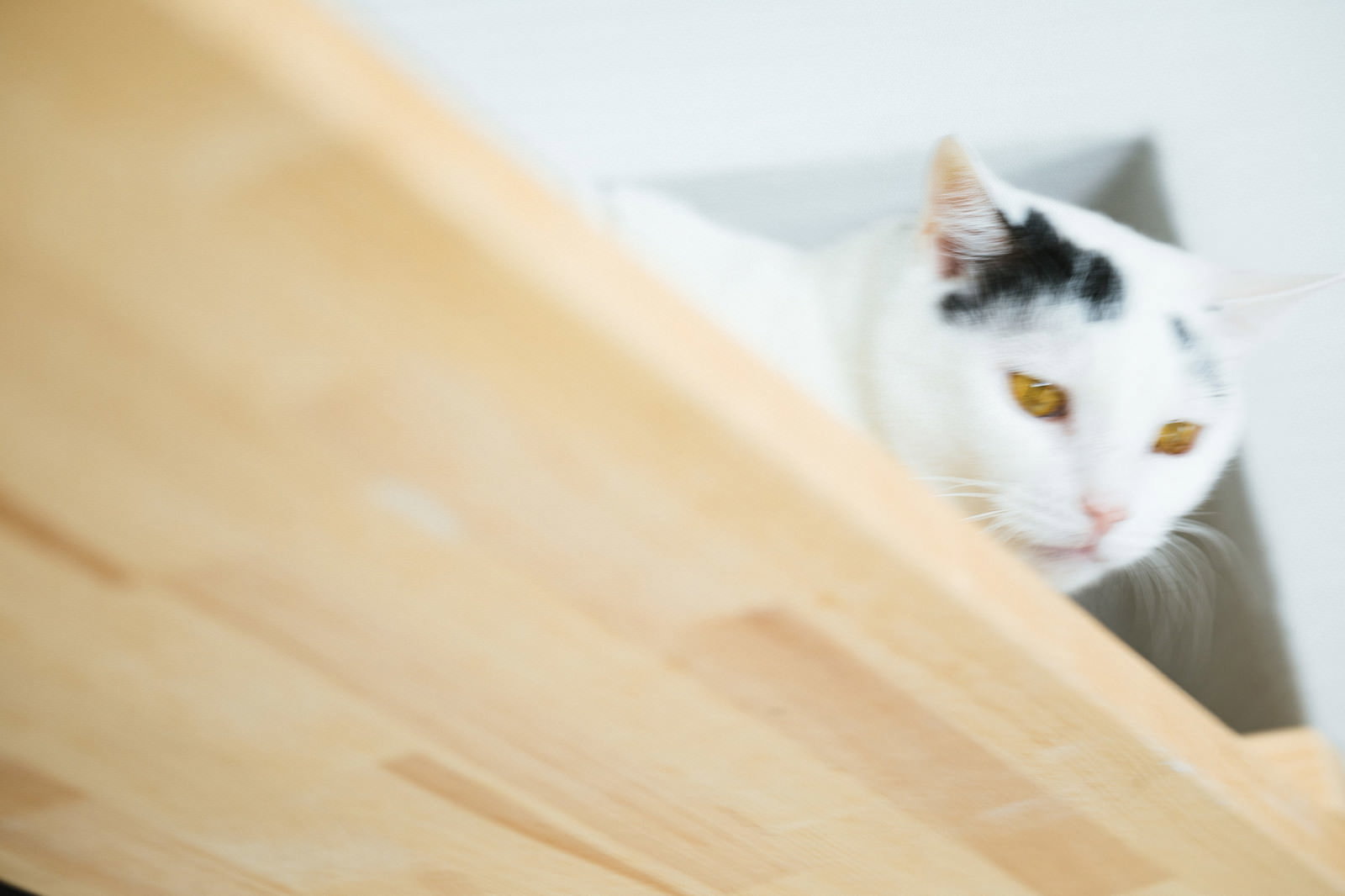 木目調の床を背景に上から見下ろすような角度で撮影された猫