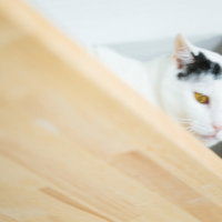 上から見下ろす猫監視システム - 室内飼い猫の俯瞰の写真