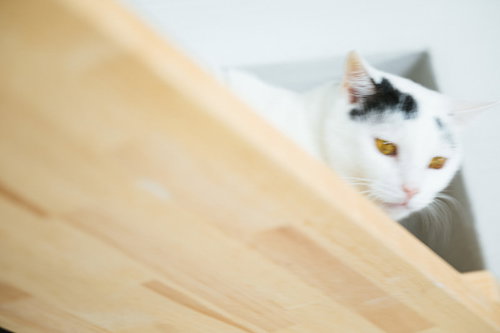 上から見下ろす猫監視システム - 室内飼い猫の俯瞰