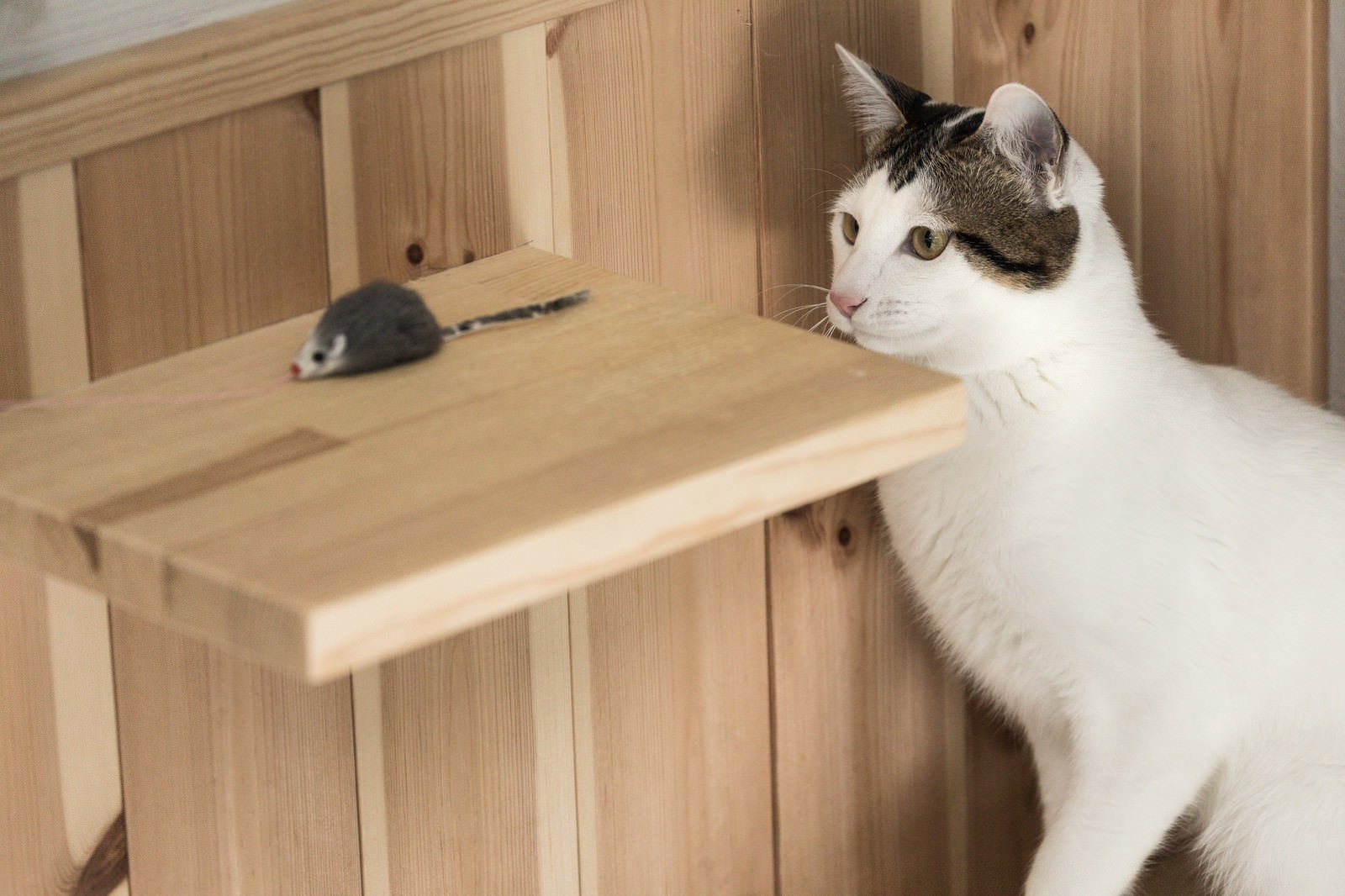 キジ白猫がキャットウォークのネズミのおもちゃを見つめる