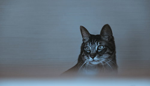 暗がりで怯える青い瞳の猫の表情と警戒心、不安な様子