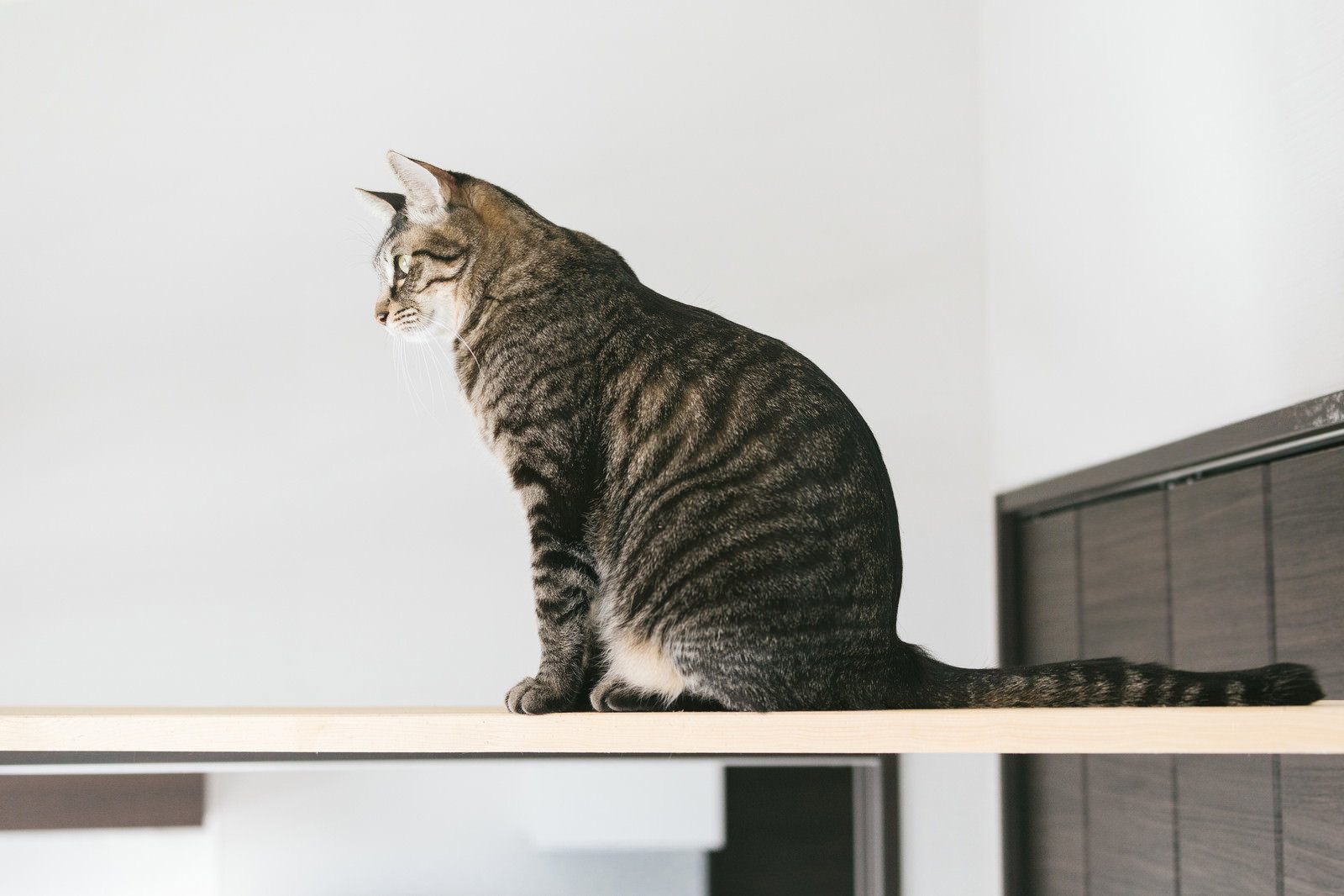 キャットウォークの上で行儀よくお座りしているキジトラ猫