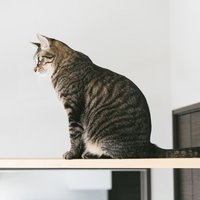 キャットウォークでお座りするキジトラ猫の室内ペットの写真