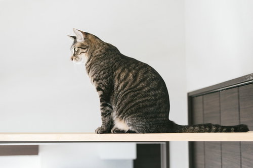 キャットウォークでお座りするキジトラ猫の室内ペット