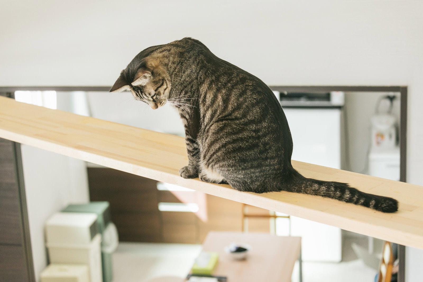 木製のキャットウォークの上でくつろいでいるキジトラ猫