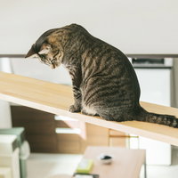 部屋に設置した木製キャットウォークでくつろぐキジトラ猫の写真