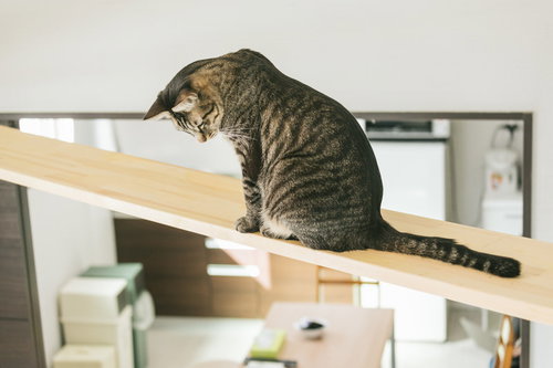 部屋に設置した木製キャットウォークでくつろぐキジトラ猫