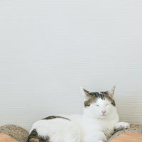 木製の座椅子でくつろぐ白とグレーの猫の日常の写真