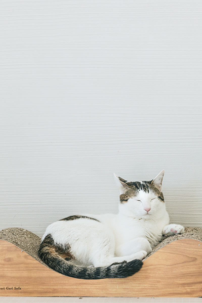座椅子に丸くなって座る白とグレーの猫がリラックスしている様子