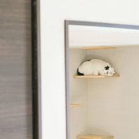 白い壁のキャットウォークですやすや眠る猫の写真