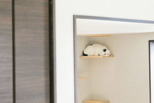 白い壁のキャットウォークですやすや眠る猫