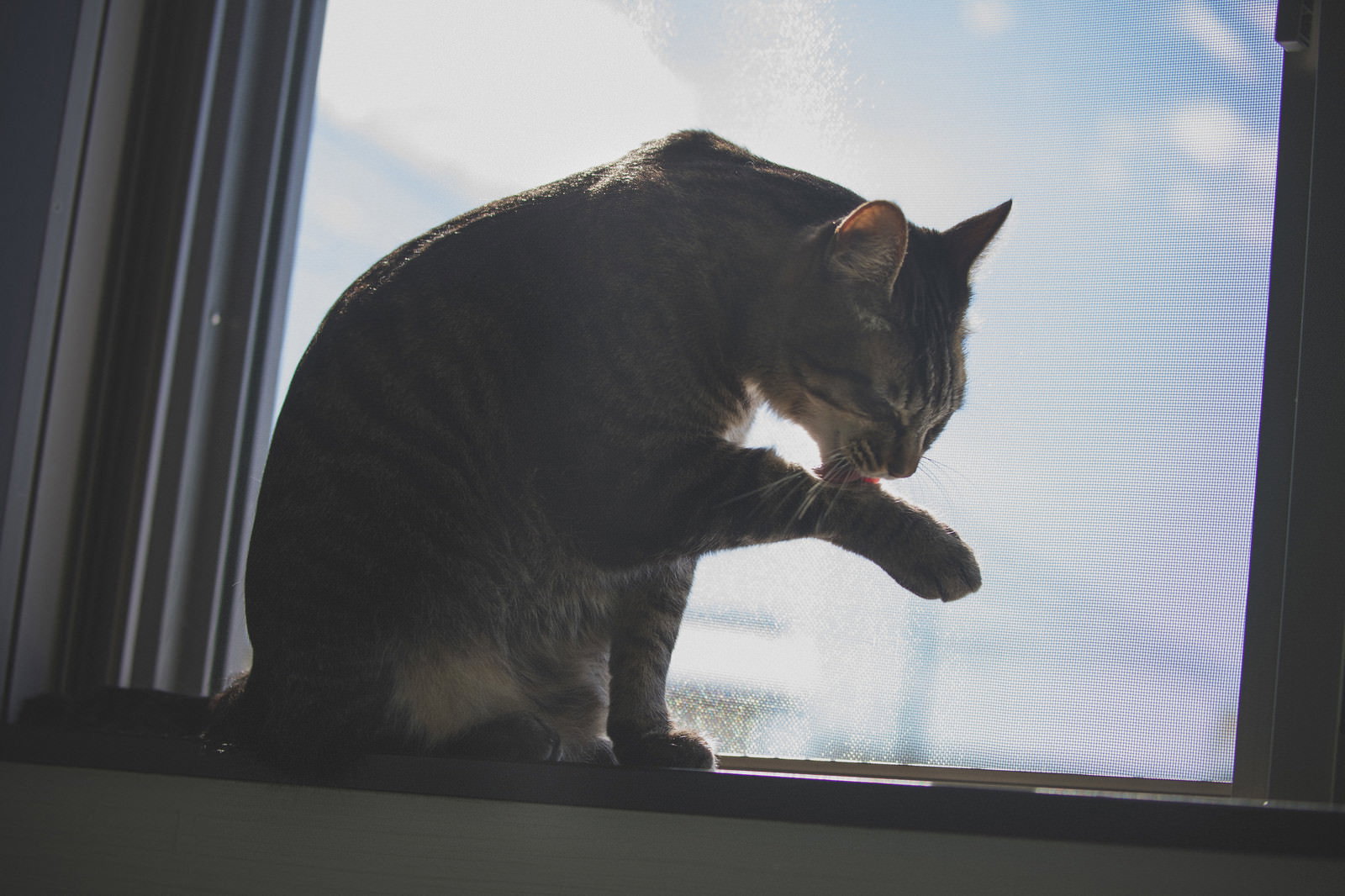 窓辺で前足を舐めて毛づくろいしている猫のシルエット
