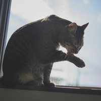 窓辺で前足をペロペロと毛づくろいする猫のシルエットの写真