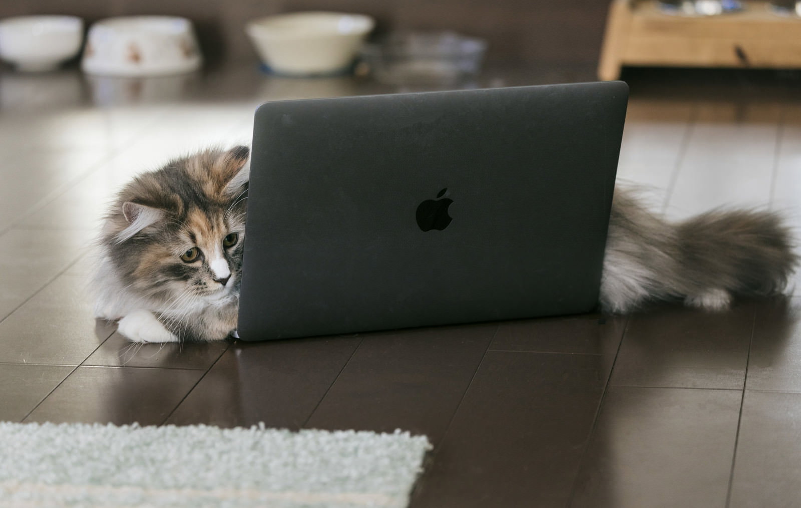 MacBookを挟んでフローリングに横たわる三毛の子猫