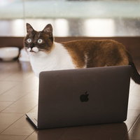 MacBookの前でこちらを見る猫の写真