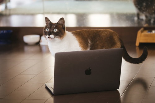 MacBookの前でこちらを見る猫