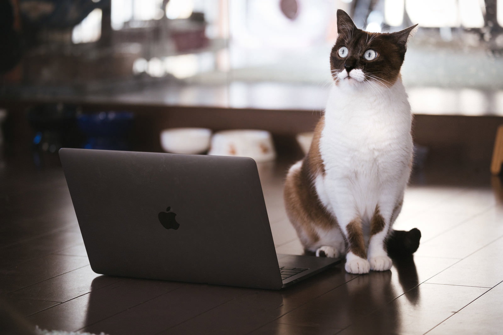 MacBookの前に座って正面を見る茶白猫［モデル：プー］