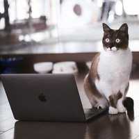 猫がワンクリック詐欺を踏んじゃった、デスクで驚く白黒猫の写真
