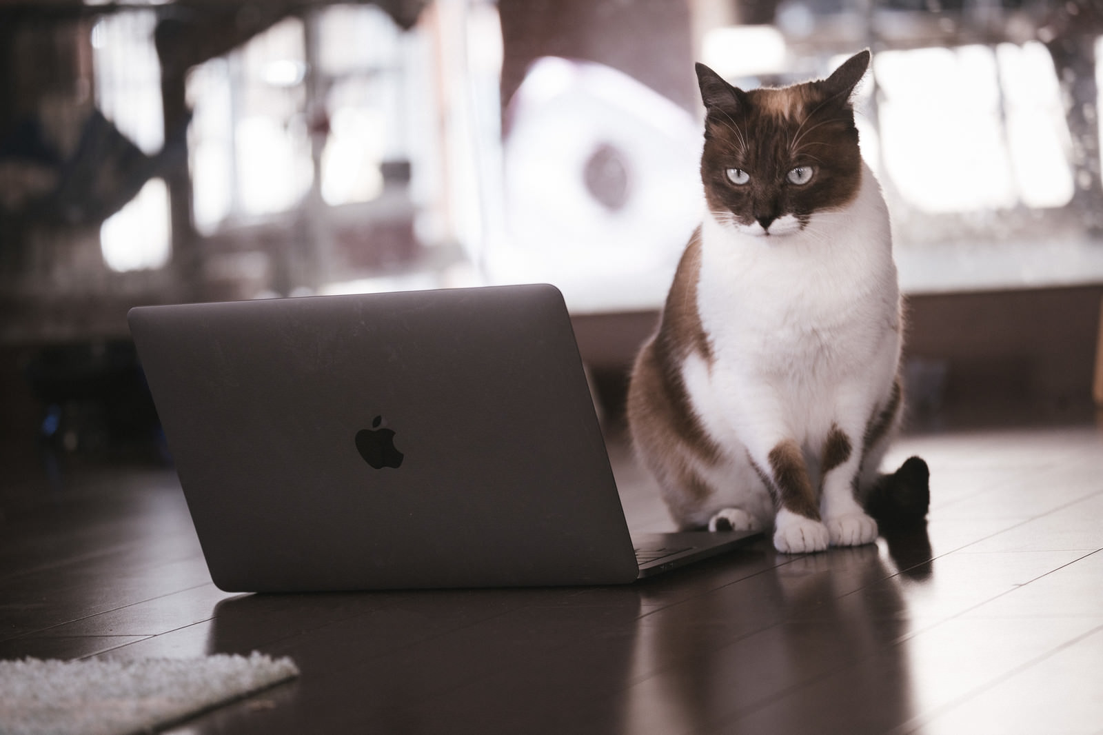 MacBookの前に座りカメラ目線の茶白猫［モデル：プー］