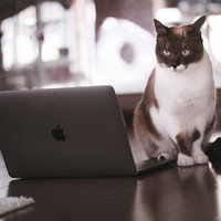 解読困難なコードに頭を悩ませる猫エンジニアの写真