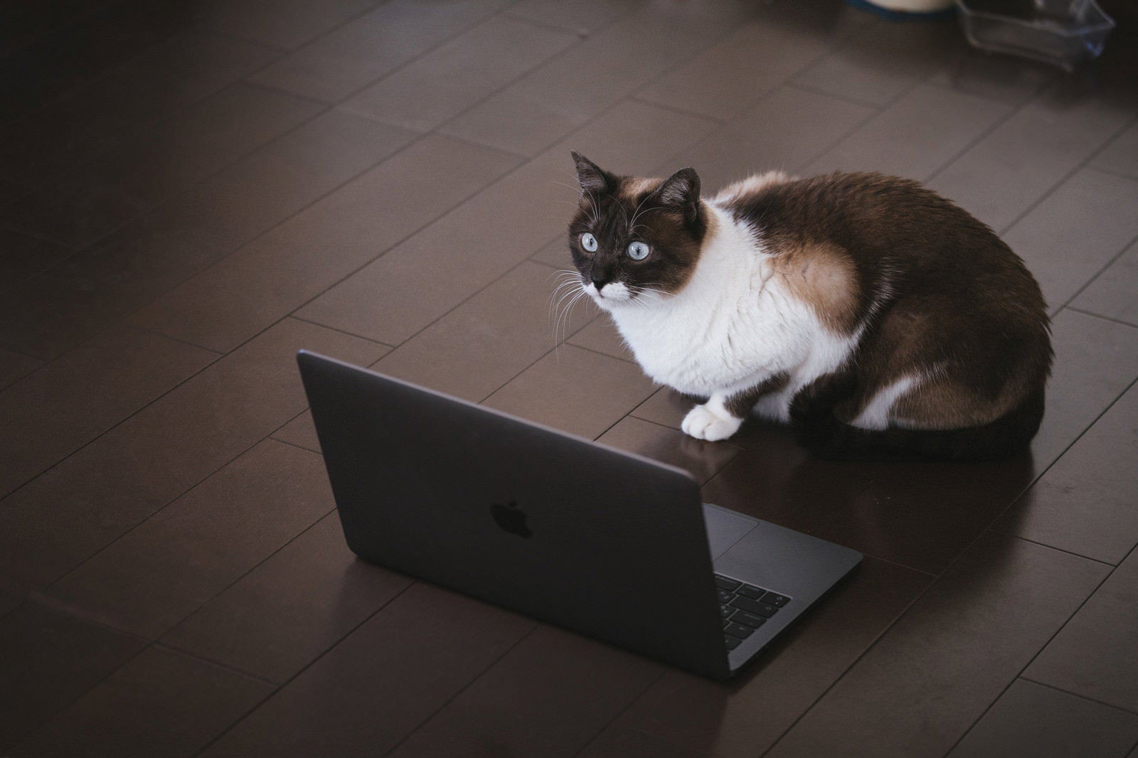 ノートパソコンの前に座り、目を丸くして驚いた表情を見せる白と茶色の猫［モデル：プー］
