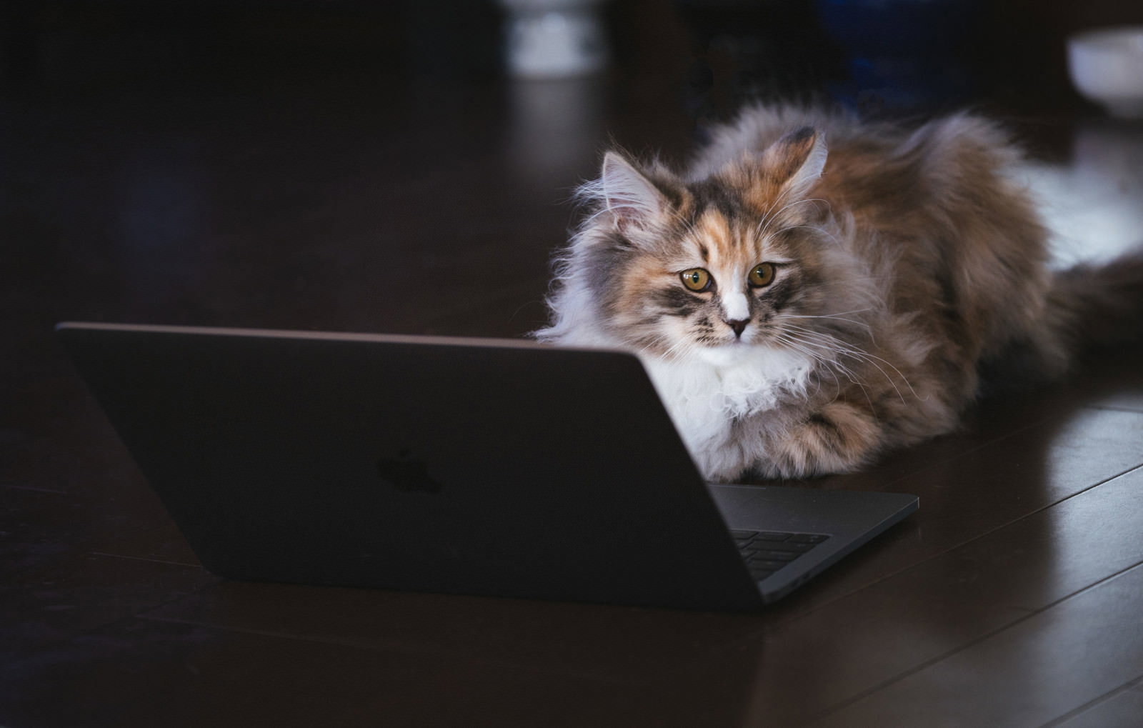 ノートパソコンの前で伏せる長毛の三毛猫