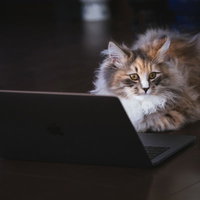 くつろぎながらリモート作業中の猫エンジニアの写真