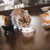 フローリングの床で並んで食べる猫たちのご飯タイムの写真