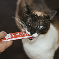 チュールに夢中でまっしぐら向かう猫のおやつ時間の写真