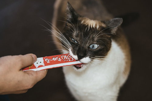 チュールに夢中でまっしぐら向かう猫のおやつ時間