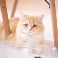 氷上でキョトンとした表情のラガマフィン、白い毛並みの可愛い猫の写真