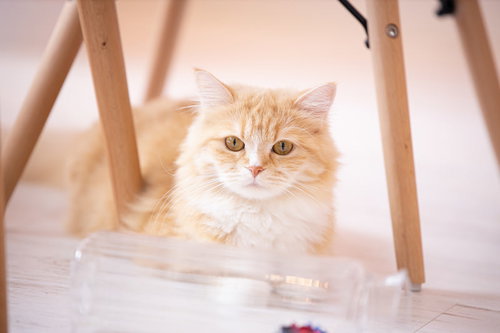 氷上でキョトンとした表情のラガマフィン、白い毛並みの可愛い猫