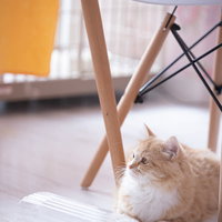 白い椅子の脚の間でくつろぐラガマフィン猫の写真