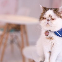 独特な顔つきのエキゾチックショートヘアが無愛想な表情で座るの写真