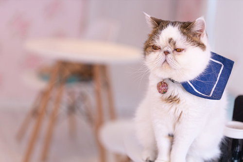 独特な顔つきのエキゾチックショートヘアが無愛想な表情で座る