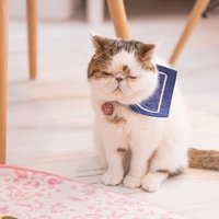 座りながら寝落ちしそうな猫（エキゾチックショートヘア）の写真