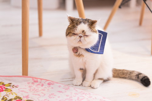 座りながら寝落ちしそうなエキゾチックショートヘアの猫