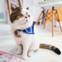 愛嬌ある顔つきの白茶エキゾチックショートヘア・ぶーちゃんの写真