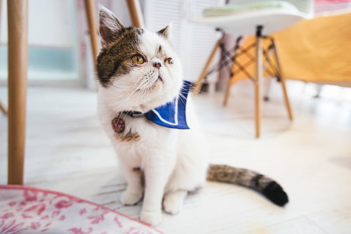 愛嬌ある顔つきの白茶エキゾチックショートヘア・ぶーちゃん