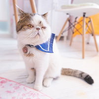 退屈そうな表情のエキゾチックショートヘア・ぶーちゃんの写真