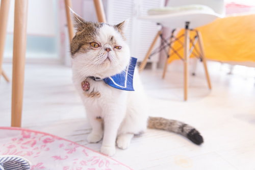 退屈そうな表情のエキゾチックショートヘア・ぶーちゃん