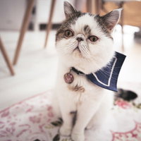 信じるか信じないかはあなた次第ですと告げられた白いエキゾチックショートヘアの写真