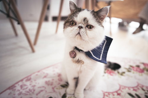 信じるか信じないかはあなた次第ですと告げられた白いエキゾチックショートヘア