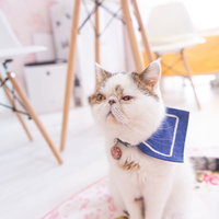 無関心を装いながらもチラ見するエキゾチックショートヘアの猫ぶーちゃんの写真