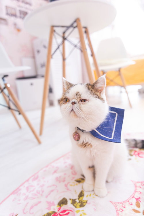 無関心を装いながらもチラ見するエキゾチックショートヘアの猫ぶーちゃん