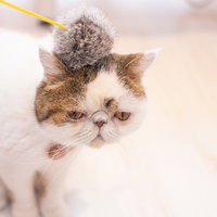 ぽんぽんを被って嫌がるぶーちゃん、不機嫌な表情の猫の写真