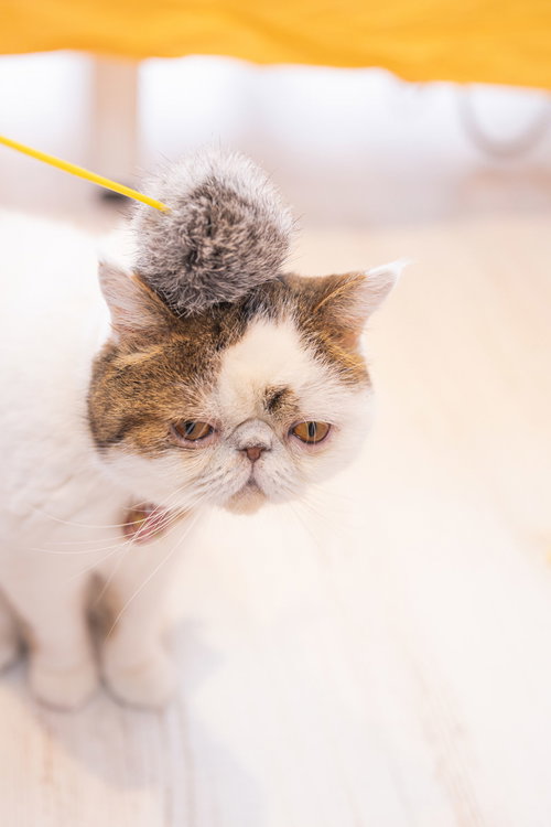 ぽんぽんを被って嫌がるぶーちゃん、不機嫌な表情の猫